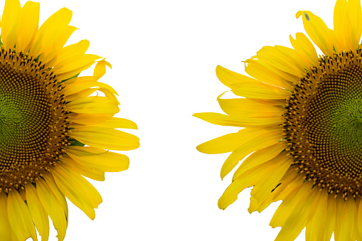 half sunflowers on isolated background and free space