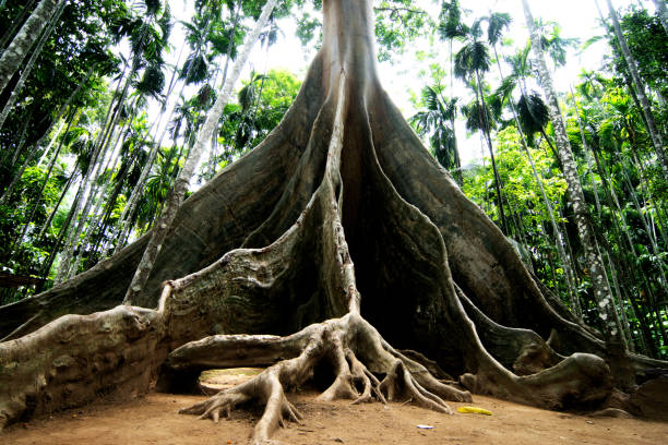 istock 100 year old ancient tree roots in Thailand 1847204985
