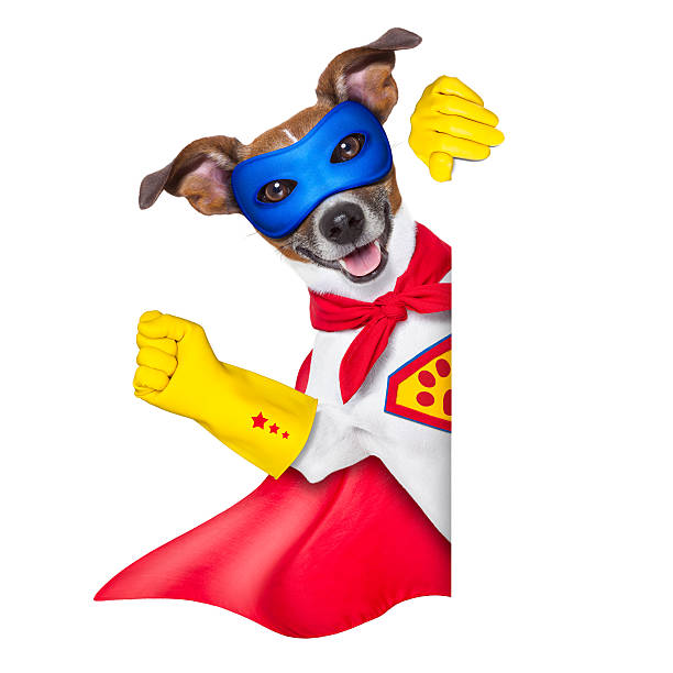 Superman Dog Stock Photos, Pictures & Royalty-Free Images - iStock Superman Dog Stock Photos, Pictures & Royalty-Free Images - iStock