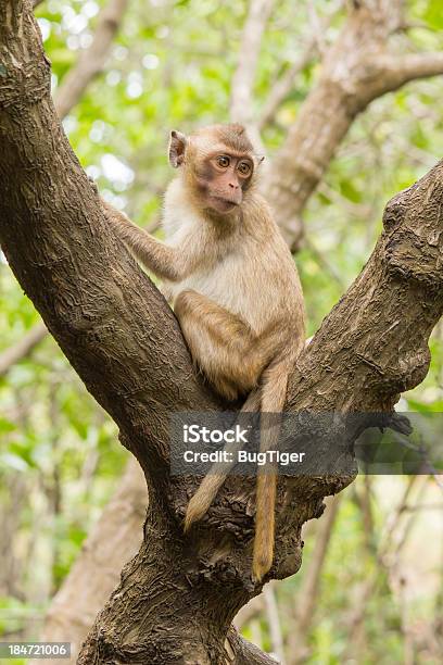 Curious Proboscis Monkey Stock Photo - Download Image Now - Alertness, Curiosity, Directly Above