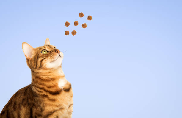 Feeding a Bengal cat with a treat on a purple background. Copy space.
