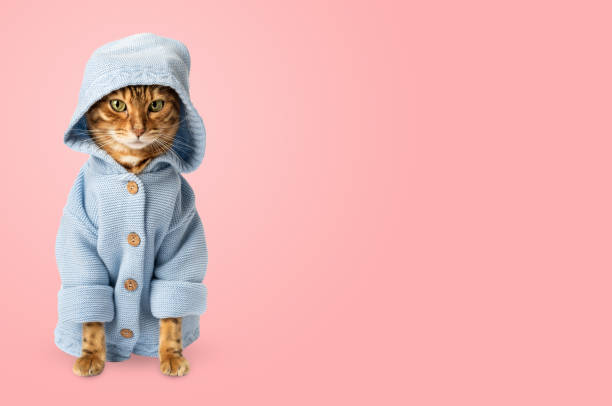 istock Funny cat in clothes against a pink wall. 1847214527