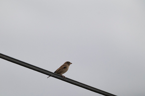 Photo of a sparrow perching on a  power wire.