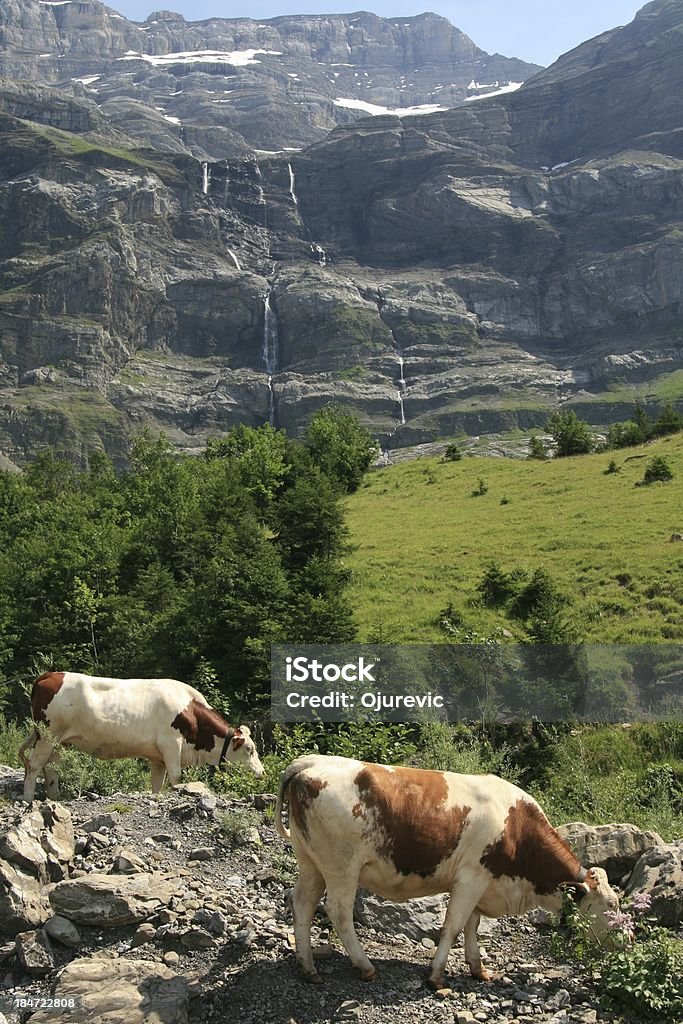Alpine vaches dans Les Diablerets, Suisse - Photo de Alpes européennes libre de droits