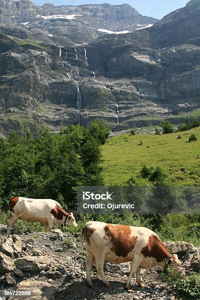 Photo libre de droit de Alpine Vaches Dans Les Diablerets Suisse banque d'images et plus d'images libres de droit de Alpes européennes - Alpes européennes, Beauté de la nature, Canton du Valais