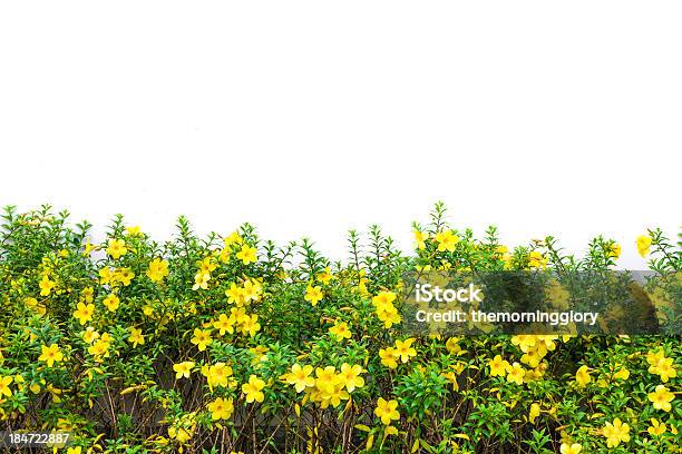 Prado Flor Amarela - Fotografias de stock e mais imagens de Amarelo - Amarelo, Ao Ar Livre, Botânica - Ciência de plantas