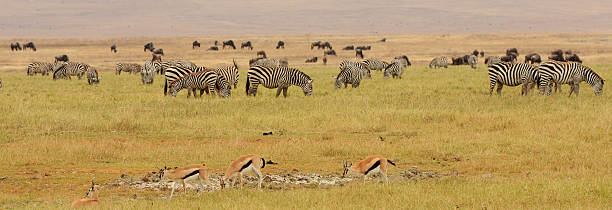 istock Zebra, Wildebeest and Gazelle 184723057