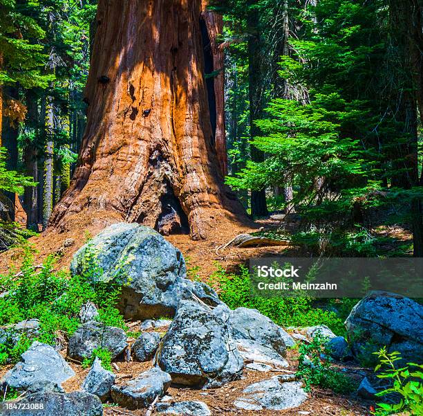 Sequóia Árvores Na Floresta - Fotografias de stock e mais imagens de Agulha - Parte de planta - Agulha - Parte de planta, Alto - Descrição Física, América do Norte