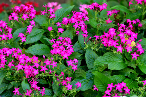 Pentas lanceolata, also called Egyptian star clusters or star flower, is native from Yemen to East Africa. It blooms all summer long to autumn frost, with clusters of starry flowers. The color of flower ranges from red, pink, lilac and white. It is one of the best butterfly-attracting flowers.