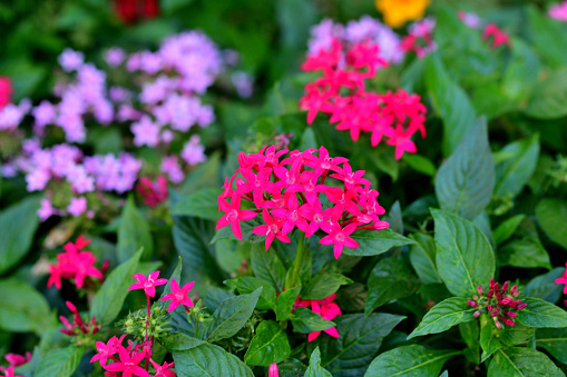 Pentas lanceolata, also called Egyptian star clusters or star flower, is native from Yemen to East Africa. It blooms all summer long to autumn frost, with clusters of starry flowers. The color of flower ranges from red, pink, lilac and white. It is one of the best butterfly-attracting flowers.