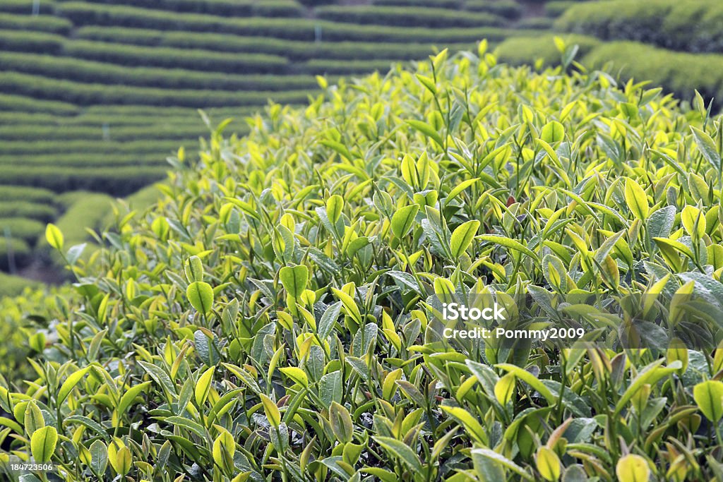 Close up fresh tea leaves in the morning Close up fresh tea leaves in the morning. Took this photo at Chuifong tea planation,  Mae Fah Luang District, Chiangrai Province Agricultural Field Stock Photo