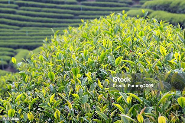 Close Up Fresh Tea Leaves In The Morning Stock Photo - Download Image Now - Agricultural Field, Agriculture, Asia