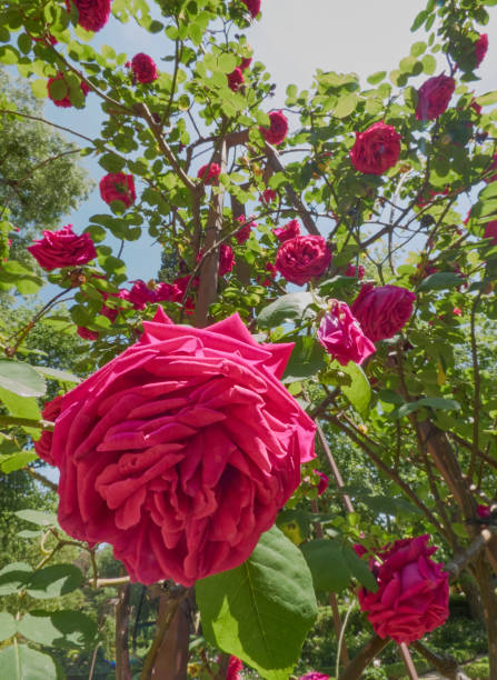 istock Rose bush with vibrant flowers in a garden 1847235543