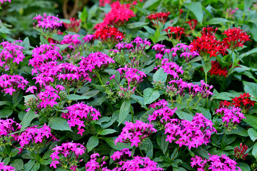 Pentas lanceolata, also called Egyptian star clusters or star flower, is native from Yemen to East Africa. It blooms all summer long to autumn frost, with clusters of starry flowers. The color of flower ranges from red, pink, lilac and white. It is one of the best butterfly-attracting flowers.