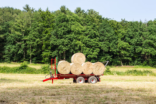 Newly baled round hay bales are loaded onto a truck trailer for transporting from the farm field in the countryside