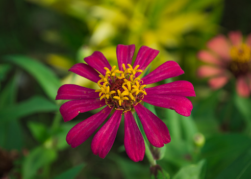 The flowers are bright pink with yellow stamens. On the green background of leaves