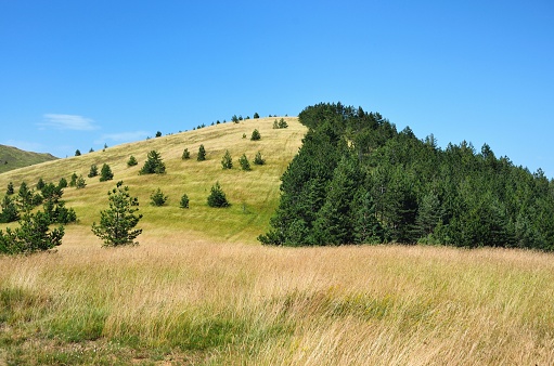 A scenic landscape of Zlatibor mountain in Serbia surrounded by trees in the background