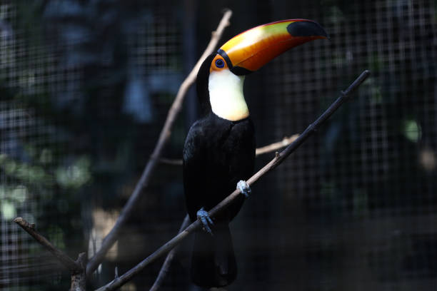 istock The toco toucan bird on the wood tree 1847245149