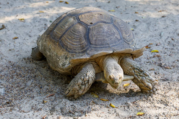 istock The big Sulcata tortoise is walking 1847246827