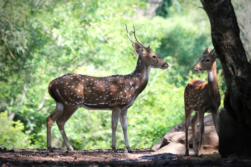 Axis deer or spotted deer with its fawn in forests of India on an indian summer day