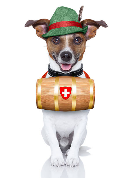 cão de busca e resgate - dog first aid first aid kit winter - fotografias e filmes do acervo