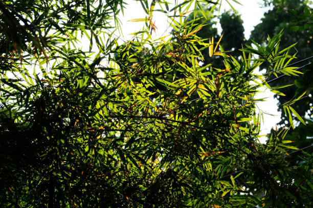 istock green leaf in green park 1847249615