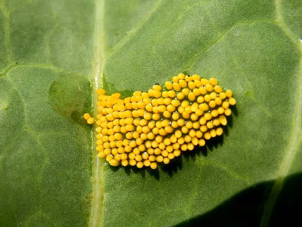 Large Cabbage White butterfly eggs (Pieris brassicae) on a cabbage leaf