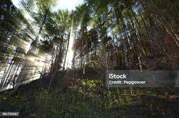 Foresta In Galles - Fotografie stock e altre immagini di Albero - Albero, Ambientazione esterna, Bellezza