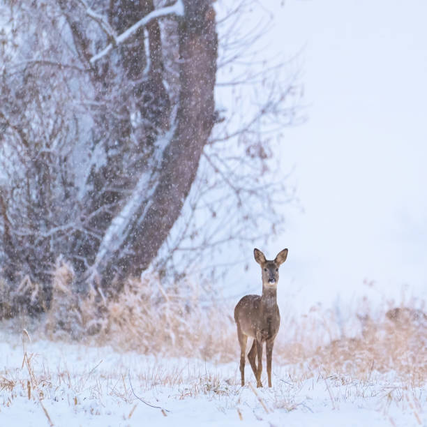 istock Roe deer female standing in snowy weather 1847250825