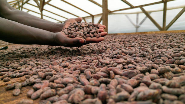 istock A man with cocoa beans on his hand, 1847251930