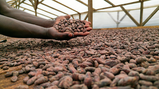 An african man with cocoa beans on his hand,Sao Tome e Principe,Africa