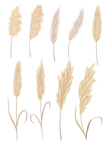 Vector illustration of Pampas grass branches collection. Dry feathery head plumes, used in flower arrangements, ornamental displays, interior decoration, fabric print, wallpaper, wedding card. Golden ornament element