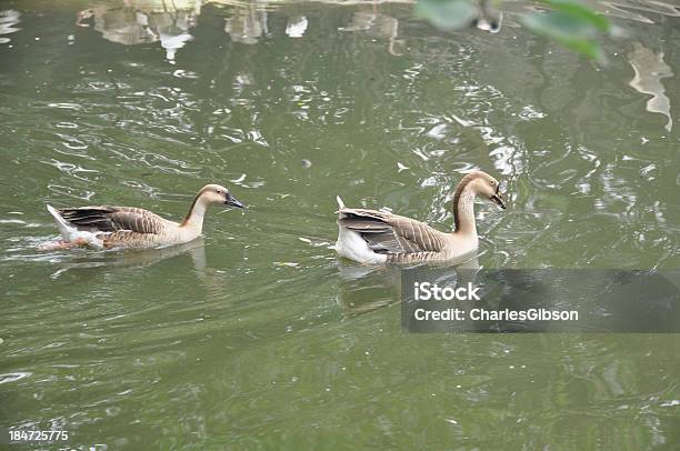 Swan Oca - Fotografie stock e altre immagini di Ala di animale - Ala di animale, Animale, Becco