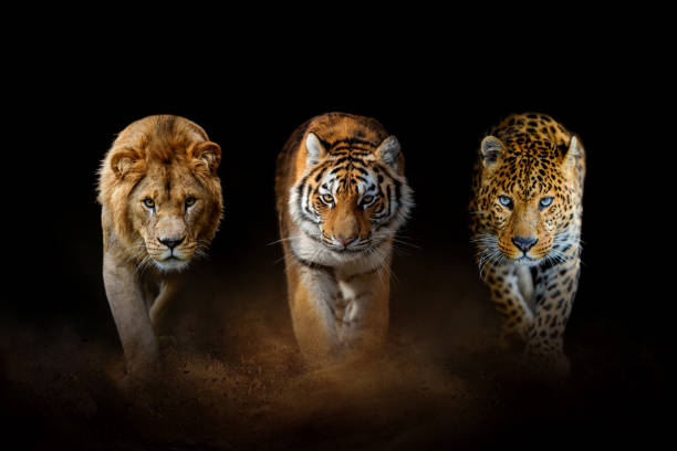 lew, tygrys i lampart razem na czarnym tle - lion sands zdjęcia i obrazy z banku zdjęć