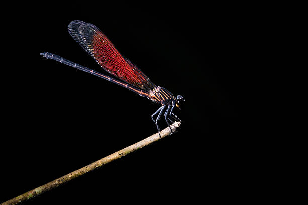 istock Closeup red dragonfly in black 184727334