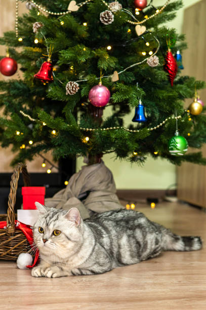 istock A gray beautiful cat lies under the New Year tree looking bored 1847273749