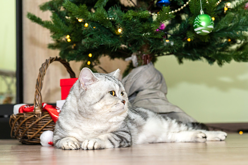 gray beautiful cat lies under New Year tree looking bored.