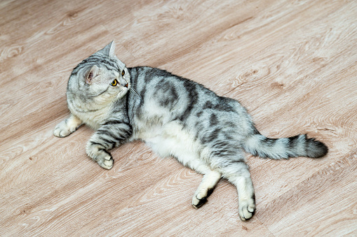 Home beautiful gray cat lies on the wooden floor.