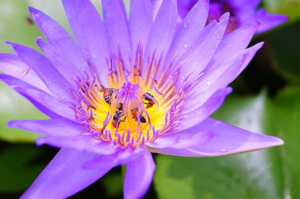 istock purple lotus with bees 184728178