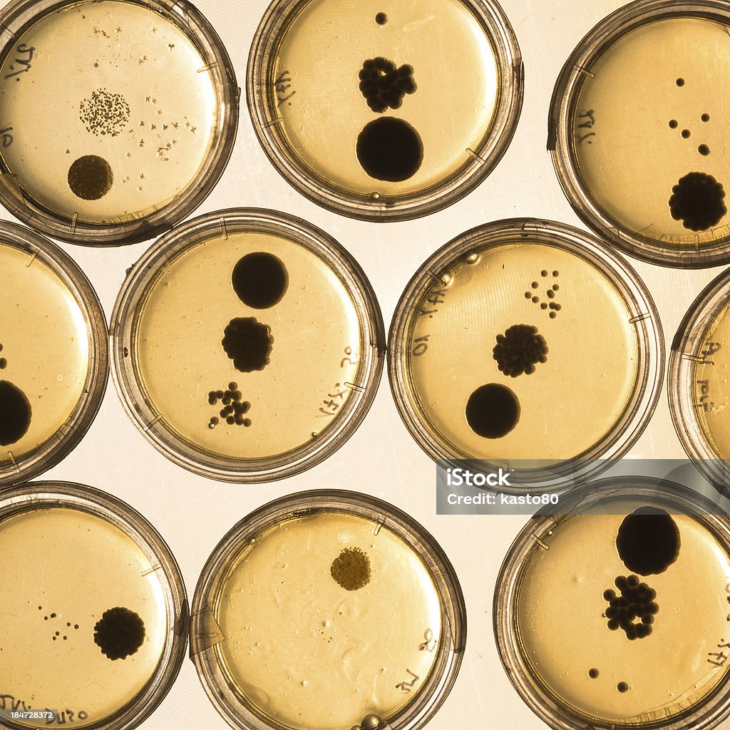 Cultivo de bacterias en placas de Petri. - Foto de stock de ADN libre de derechos