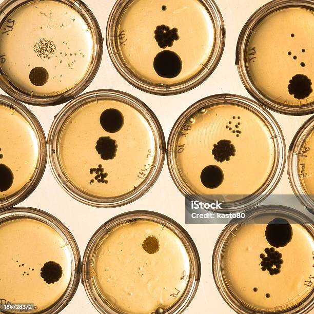 Cultivo De Bacterias En Placas De Petri Foto de stock y más banco de imágenes de ADN - ADN, Agar-agar, Analizar