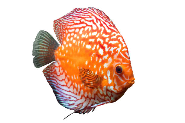 Full body of colorful discus or pompadour fish, Orange gold fish, isolated on white background with clipping path, Amazon river animal, South America pompadour fish. stock photo