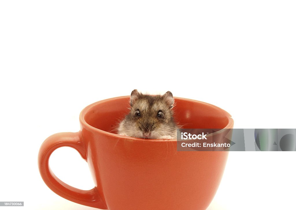 Hamster in a cup Hamster in a cup on a white background Animal Stock Photo