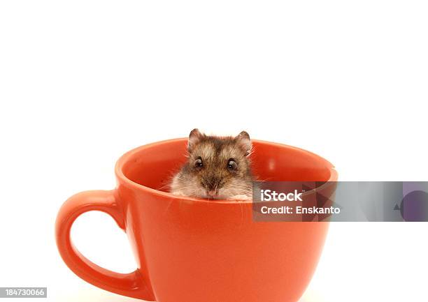 Hamster In A Cup Stock Photo - Download Image Now - Animal, Animal Body Part, Animal Ear