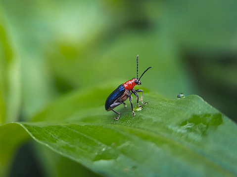 A baby beetle on a leaf in the morning