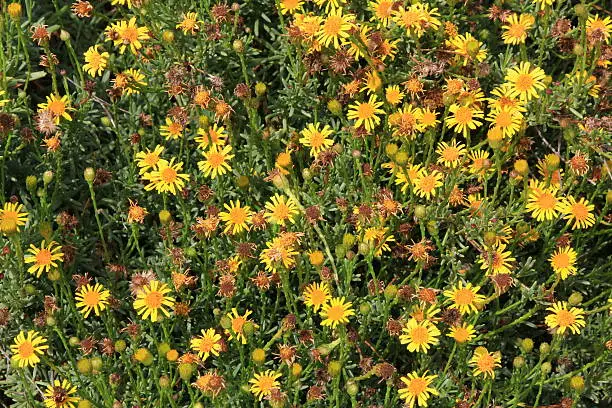A background of small yellow mayflowers