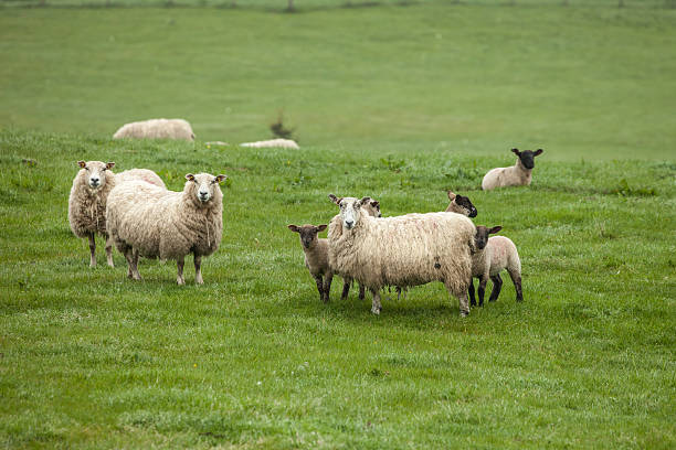 istock Sheep with lambs on the field 184731040