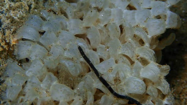 istock Sea snail banded dye-murex (Hexaplex trunculus) eggs close-up undersea 1847321413