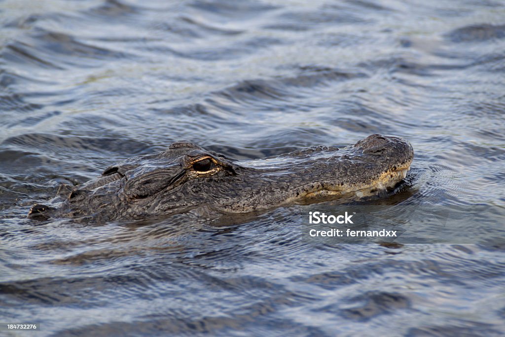 Alligator von Florida - Lizenzfrei Alligator Stock-Foto