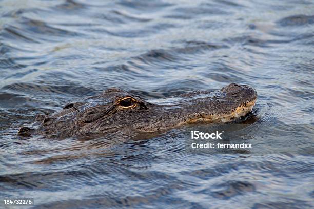 Alligator Von Florida Stockfoto und mehr Bilder von Alligator - Alligator, Echter Kaiman, Everglades-Nationalpark